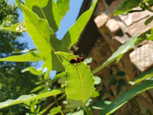 Large Milkweed Bug photographed in Indiana
