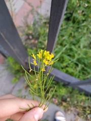 Erysimum cheiranthoides