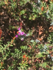 Origanum microphyllum