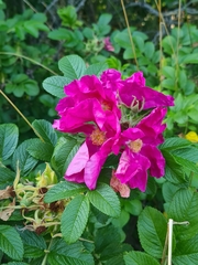 Rosa rugosa