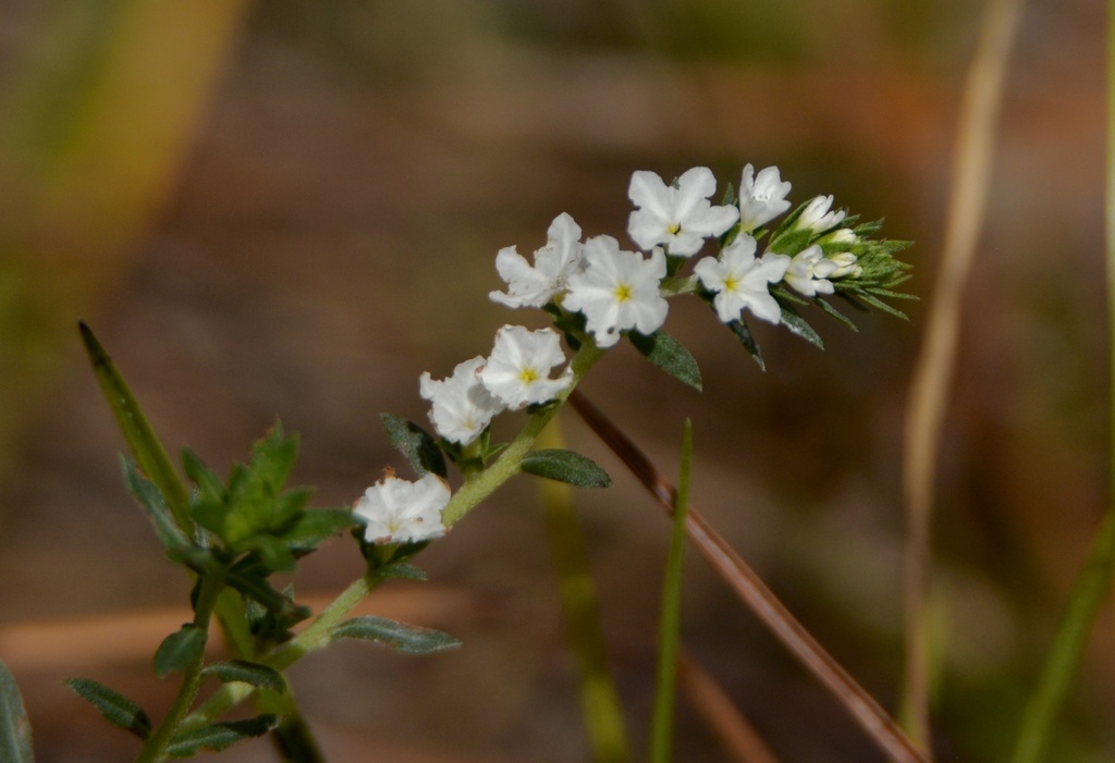 pineland heliotrope