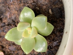Pachyphytum