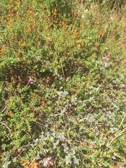 Origanum microphyllum