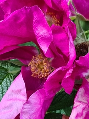 Rosa rugosa