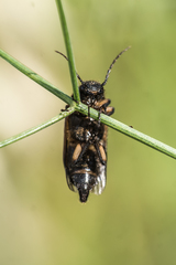 Cebrio