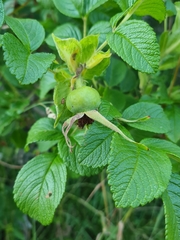 Rosa rugosa