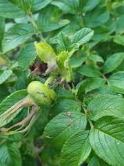 Rosa rugosa