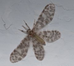 Nallachius americanus