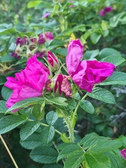 Rosa rugosa