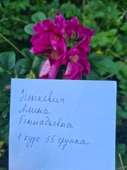 Rosa rugosa