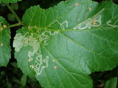 Phytomyza podagrariae
