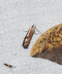 Catoptria latiradiellus
