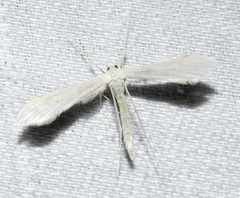 Hellinsia homodactylus