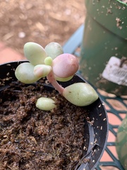 Pachyphytum