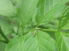 Graphocephala