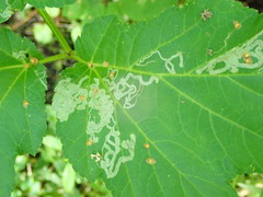 Phytomyza podagrariae