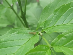 Graphocephala