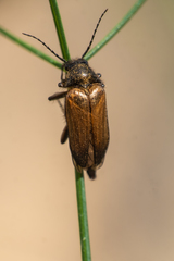 Cebrio