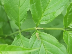 Graphocephala