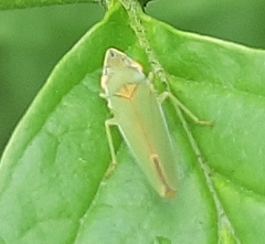 Graphocephala