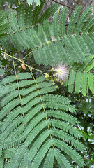 Albizia julibrissin