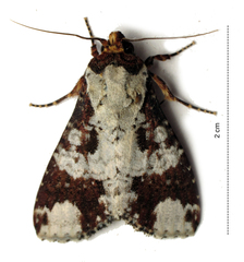 Condica mimica