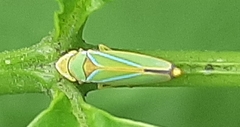 Graphocephala