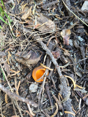 Caloscypha fulgens image