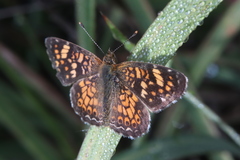 Phyciodes pallescens