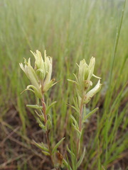 Castilleja lutescens