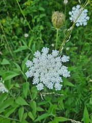 Daucus carota