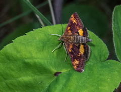 Pyrausta aurata
