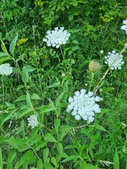 Daucus carota