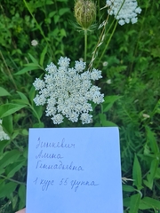 Daucus carota