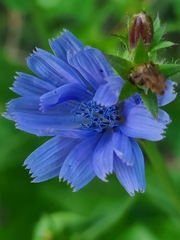 Cichorium intybus