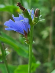 Cichorium intybus
