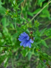 Cichorium intybus