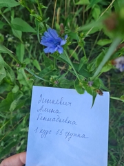 Cichorium intybus