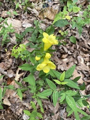 Aureolaria grandiflora