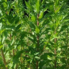 Oenothera chicaginensis