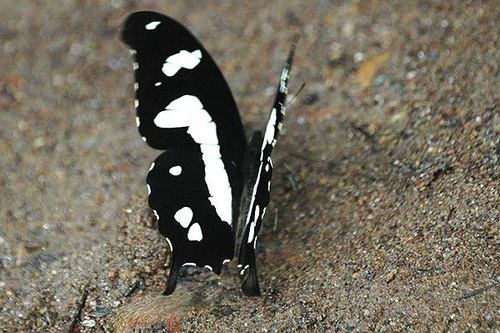 Hesper’s Bush Kite Swallowtail