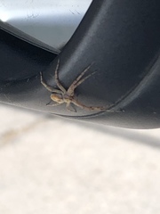 Xysticus