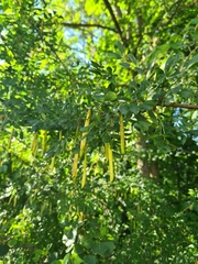 Caragana arborescens