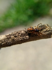 Pachygnatha autumnalis