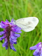 Leptidea juvernica