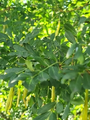 Caragana arborescens