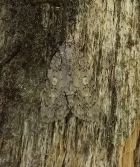 Acronicta ovata