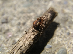 Pachygnatha autumnalis
