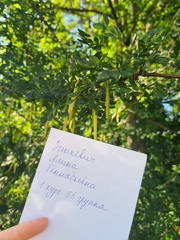 Caragana arborescens
