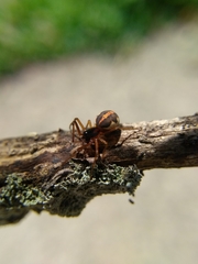 Pachygnatha autumnalis